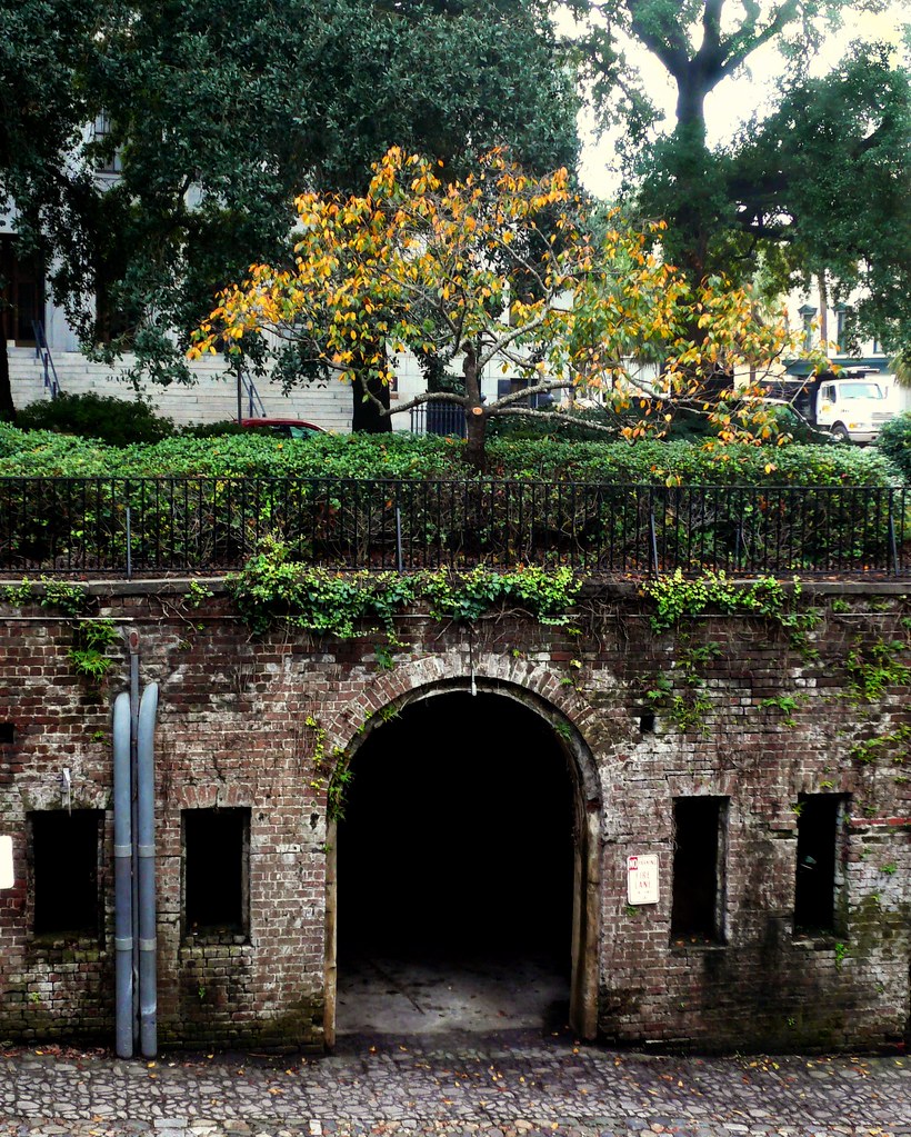 photo shows a large tunnel underneath a tree at factors walk