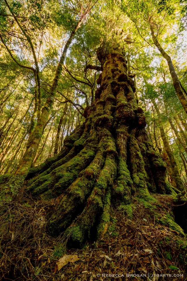 photo shows a moss covered myrtle tree, towering.