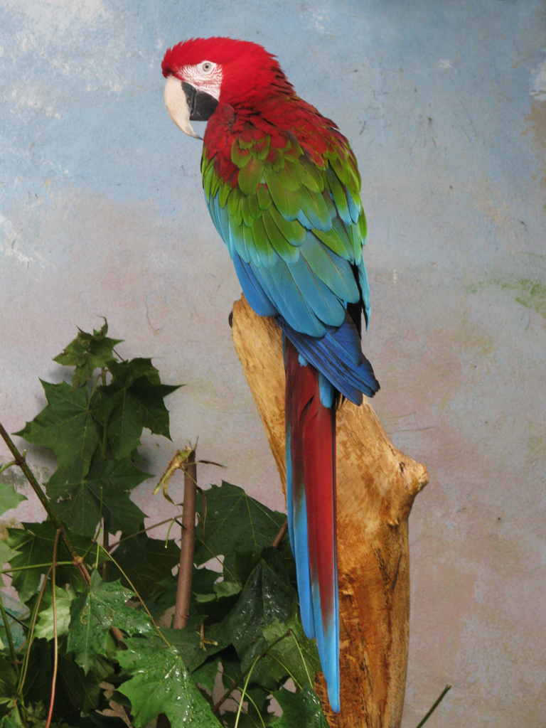 A Hawaiin Macaw perched on a branch