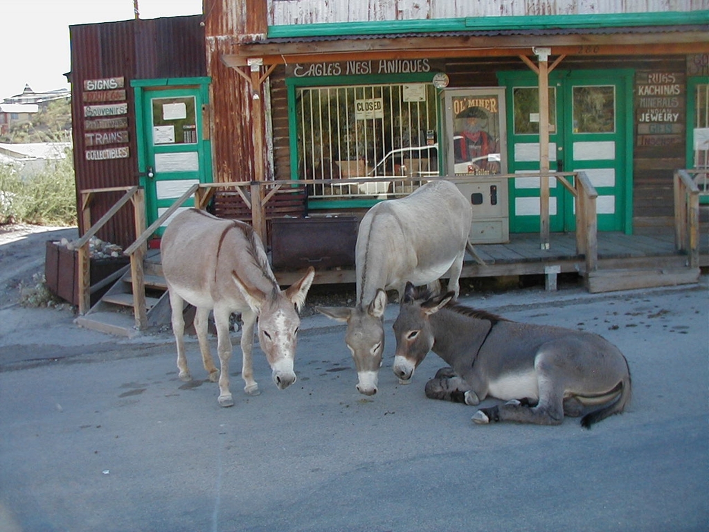 Three Burros hanging out in front a green western styled store